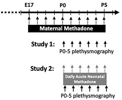 Maternal Methadone Destabilizes Neonatal Breathing and Desensitizes Neonates to Opioid-Induced Respiratory Frequency Depression